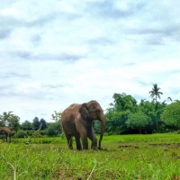 Lanna Kingdom Tours